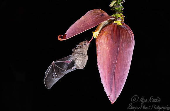 273 Pallas's long-tongued bat (Glossophaga soricina) - Costa Rica