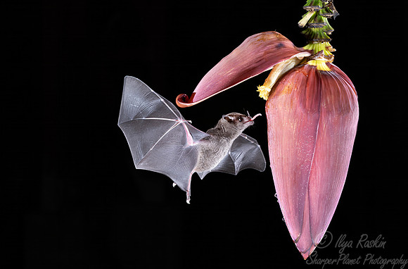 274 Pallas's long-tongued bat (Glossophaga soricina) - Costa Rica