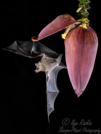275 Pallas's long-tongued bat (Glossophaga soricina) - Costa Rica