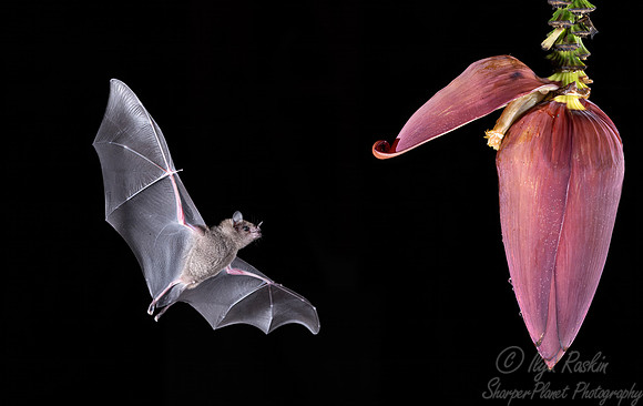 276 Pallas's long-tongued bat (Glossophaga soricina) - Costa Rica