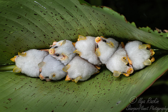 272 Honduran white bat (Ectophylla alba) - Costa Rica