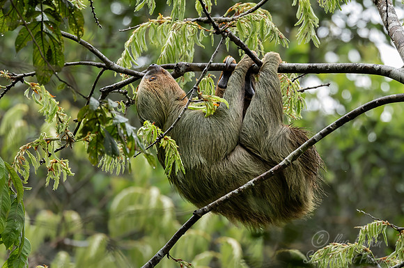 281 Hoffmann’s two-toed sloth (Choloepus hoffmanni) - Ecuador