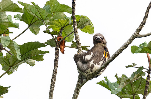 280 Brown-throated three-toed sloth (Bradypus variegatus) - Ecuador