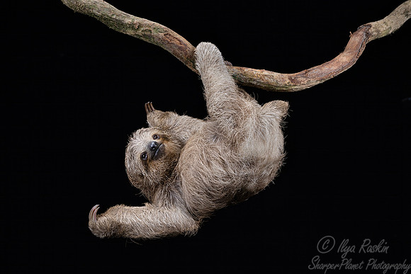 278 Brown-throated three-toed sloth (Bradypus variegatus) - Costa Rica