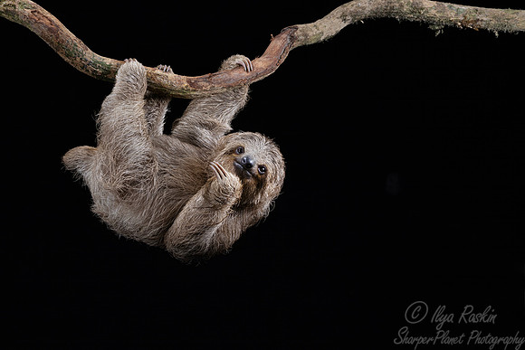 279 Brown-throated three-toed sloth (Bradypus variegatus) - Costa Rica