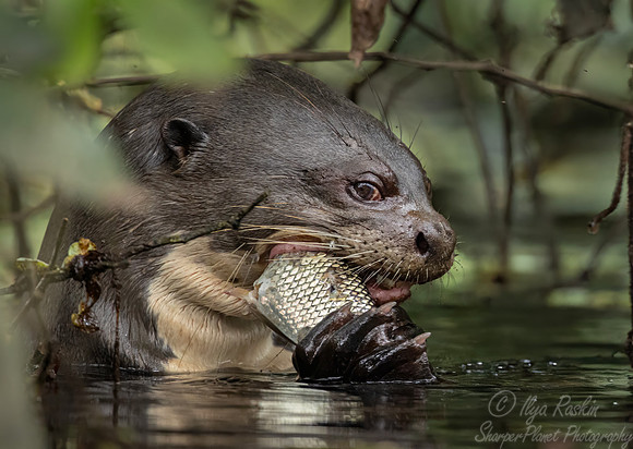 282 Giant river otter (Pteronura brasiliensis) - Ecuador