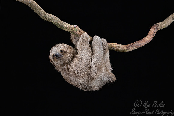 277 Brown-throated three-toed sloth (Bradypus variegatus) - Costa Rica