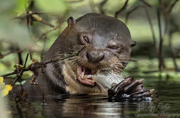 283 Giant river otter (Pteronura brasiliensis) - Ecuador