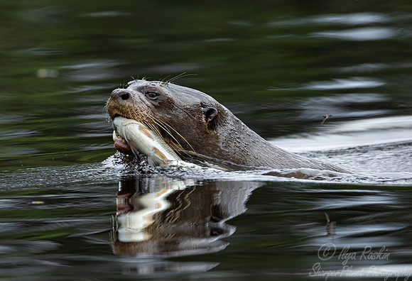 285 Giant river otter (Pteronura brasiliensis) - Ecuador