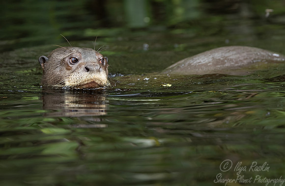 284 Giant river otter (Pteronura brasiliensis) - Ecuador