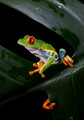 195 Red-eyed tree frog (Agalychnis callidryas) - Costa Rica