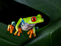 194 Red-eyed tree frog (Agalychnis callidryas) - Costa Rica