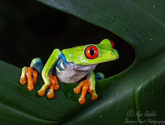 194 Red-eyed tree frog (Agalychnis callidryas) - Costa Rica
