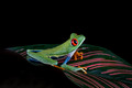 196 Red-eyed tree frog (Agalychnis callidryas) - Costa Rica