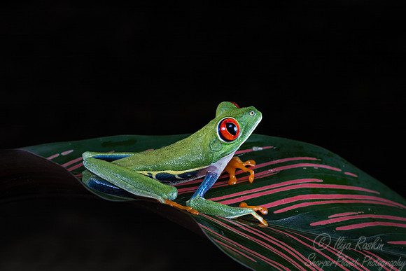 196 Red-eyed tree frog (Agalychnis callidryas) - Costa Rica
