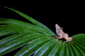 198 Snouted tree frog (Scinax garbei) - Costa Rica
