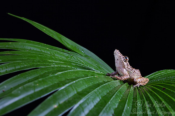 198 Snouted tree frog (Scinax garbei) - Costa Rica