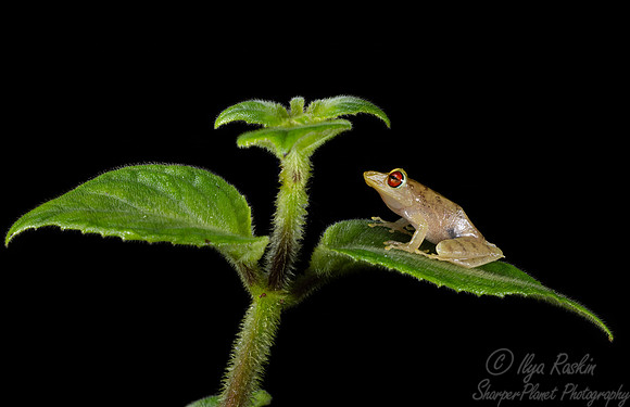 201 Sipuro or olive snouted treefrog (Scinax elaeochroa) - Costa Rica