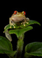 202 Sipuro or olive snouted treefrog (Scinax elaeochroa) - Costa Rica