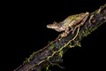 199 Boulengers long-snouted treefrog (Scinax boulengeri) - Costa Rica