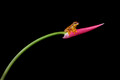 205 Hourglass treefrog (Dendropsophus ebraccatus) - Costa Rica
