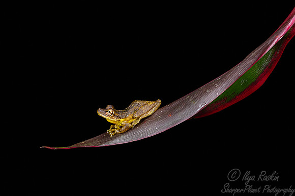 200 Sipuro or olive snouted treefrog (Scinax elaeochroa) - Costa Rica