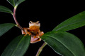 204 San Carlos treefrog (Dendropsophus phlebodes) - Costa RIca