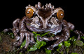 206 Spiny-headed or coronated tree frog (Triprion spinosus) - Costa Rica