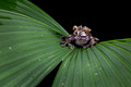 208 Spiny-headed or coronated tree frog (Triprion spinosus) - Costa Rica
