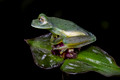 210 Emerald glass frog (Espadarana prosoblepon) - Costa Rica