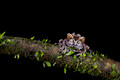 207 Spiny-headed or coronated tree frog (Triprion spinosus) - Costa Rica
