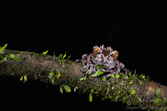 207 Spiny-headed or coronated tree frog (Triprion spinosus) - Costa Rica