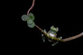 212 Emerald glass frog (Espadarana prosoblepon) - Costa Rica