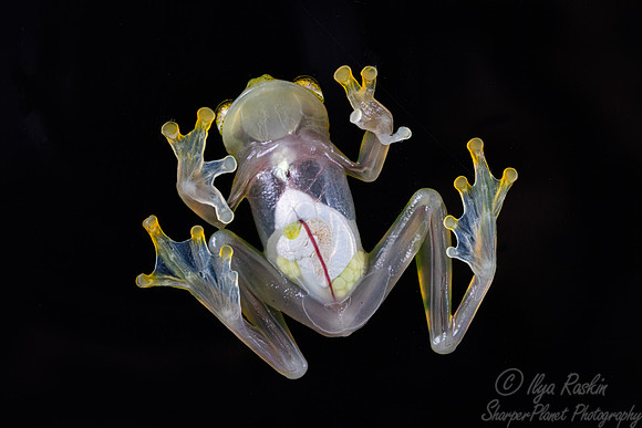 215 Emerald glass frog (Espadarana prosoblepon) - Costa Rica