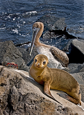 021_Galapagos Sea Lion_Ecuador