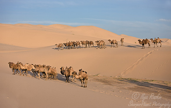 096  Bactrian camels (Camelus bactrianus) - Mongolia