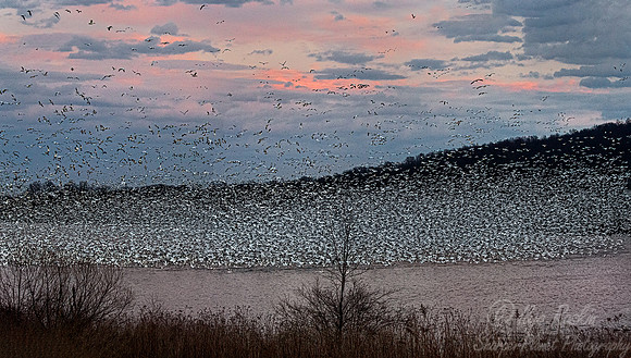 300 Snow geese (Anser caerulescens) - PA