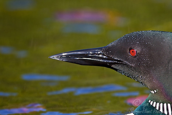 035 Common Loon - MI