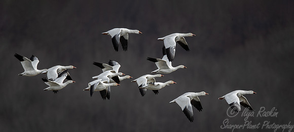 285 Snow geese (Anser caerulescens) - PA