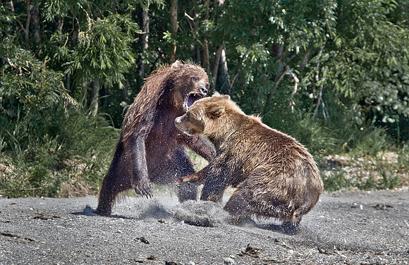 066 Brown Bear (Ursus arctos) - Kamchatka Russia