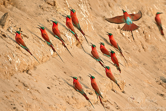 055 Southern Carmine Bee-eater (Merops nubicoides) - South Luangwa Zambia