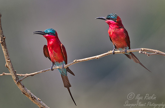 056 Southern Carmine Bee-eater (Merops nubicoides) - South Luangwa Zambia