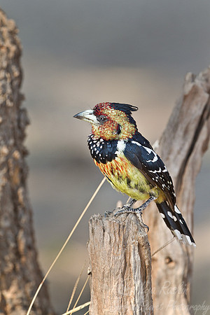 058 Crested Barbet (Trachyphonus vaillantii) - South Luangwa Zambia