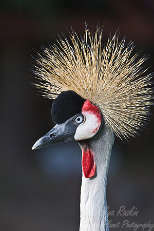 043 Grey crowned crane (Balearica regulorum) - captive