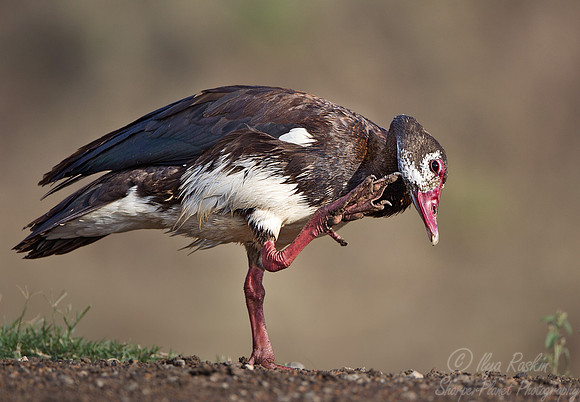072 Spur-winged Goose (Plectropterus gambensis) - Masai Mara Kenya