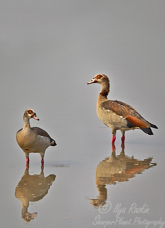073 Egyptian Geese (Alopochen aegyptiacus) - South Luangwa Zambia