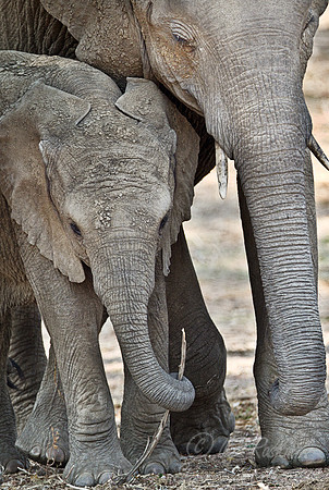 024 African Elephant (Loxodonta africana) - South Luangwa Zambia