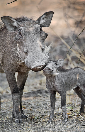 144 Common Warthogs (Phacochoerus africanus) - South Luangwa Zambia