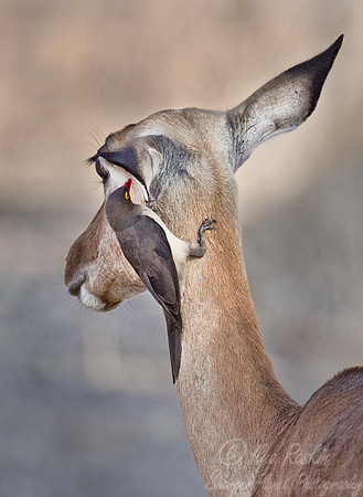 146  Impala (Aepyceros melampus) - South Luangwa Zambia