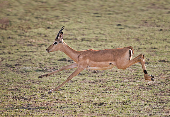 147 Impala (Aepyceros melampus) - South Luangwa Zambia